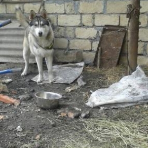 Zapadno sibiriskaya layka.