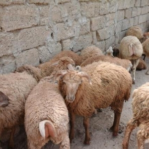 qurbanliq halal emlik qarabag quzulari