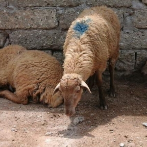 Qurbanliq halal emlik qarabsg quzulari