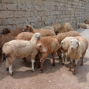 Qurbanliq halal emlik qarabsg quzulari