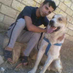 Alabay ve Kangal qariwigi