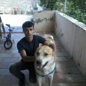 Alabay ve Kangal qariwigi