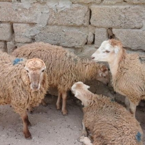 Qurbanliq Halal Emlik Qarabag Quzulari