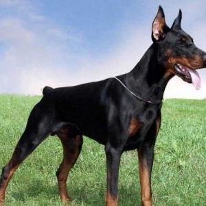 Doberman temiz qandi baladi qara rengdedi qulaqlar