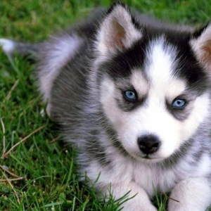 Husky temiz qandi her cur rengleri var  erkek diwi