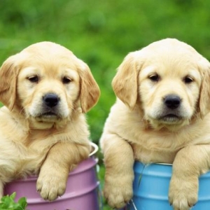 Labrador erkek diwi var temiz ve cox agilli itdi dunyanin en agilli it