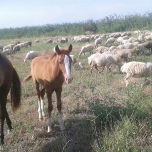 dayça satram 4ayaqi səkil alni qaşqa