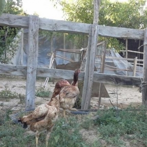 heyratı toyuqu təcili satılır özbey türk hal hazırda yumurt layır