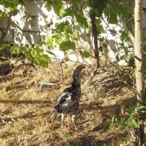 heyratı toyuqu təcili satılır özbey türk hal hazırda yumurt layır