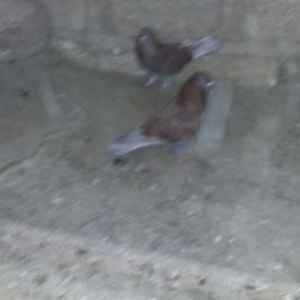 göyərçin satılır