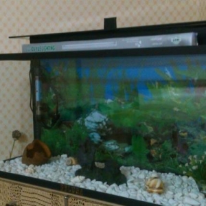 aquarium