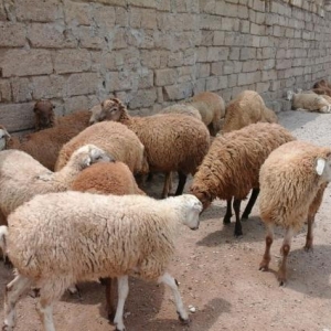 Qurbanliq Halal Emlik Qarabag Quzulari