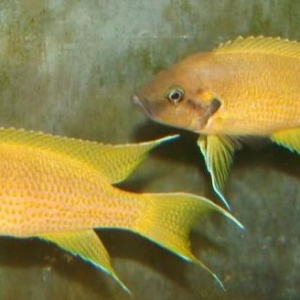 Neolamprologus Helianthus