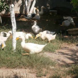 Pekin etlik cinsi ordekler satiram