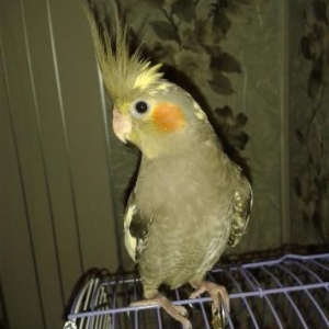 Korella popuqaylari+qefes