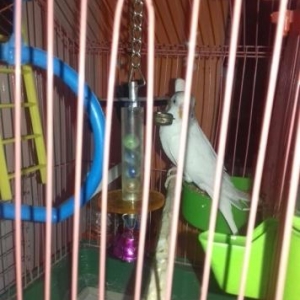 Волнистый попугай,домашний,белый самец