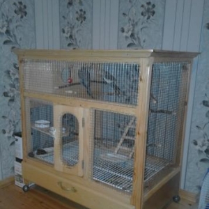 Korella popuqaylari+qefes