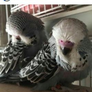 \topdan ve perakende satis.... Zoo