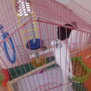 Волнистый попугай,домашний,белый самец