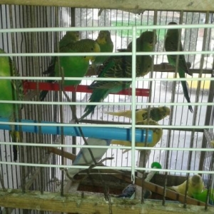 Topdan ve  perakende satis..Zoo