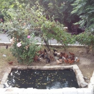 120 ədəd kənd çolpası satılır