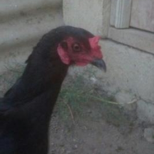 Heyratidan dönme fere