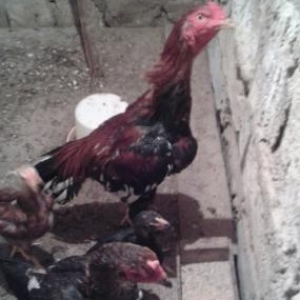 ela heyvandi turk sortu asagi yeri yoxdu