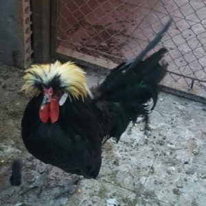 Rahibe toyuqlari satilir