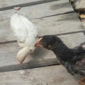 qara temiz  cins  xoruz satilir