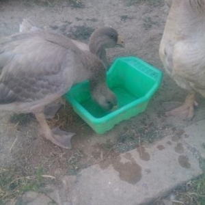 xalmaqor Ve tulski qazlarín tecili satíşí mehdud sayda qaldí