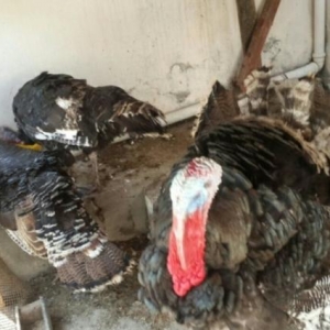 Kanda sortu  hindusqa satiram 2 fere 1 xoruz