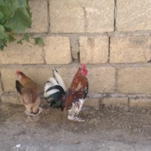 Yaponka xoruz ve toyuq satıram cüt şeklinde