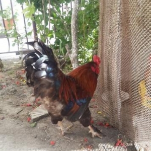 Bramadan toreme Xoruz Satiram