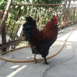 Bramadan toreme Xoruz Satiram