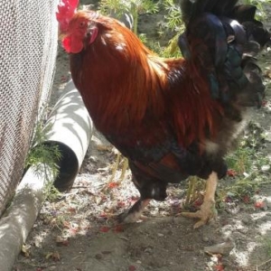 Bramadan toreme Xoruz Satiram