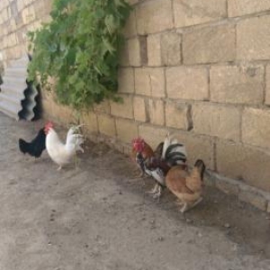 Yaponka xoruz ve toyuq satıram cüt şeklinde