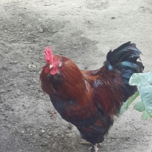 Bramadan toreme Xoruz Satiram