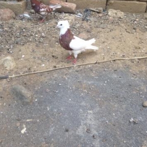 kerbeladan getirilib qus