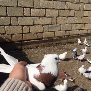 kerbeladan getirilib qus