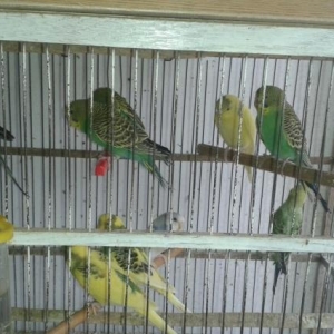 PERAKENDE VE TOPDAN SATIS