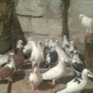 satiram super quslar