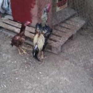 heyrati fere satiram