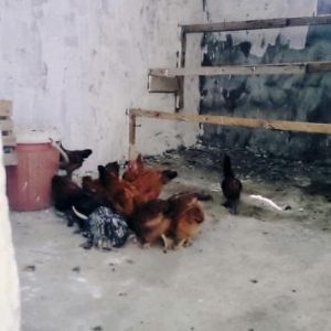 yaponka xoruz satilir