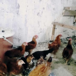 yaponka xoruz satilir