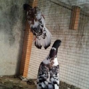 ter termiz  qan efqanka qara bawlar satilir