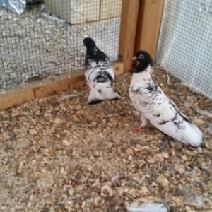 ter termiz  qan efqanka qara bawlar satilir