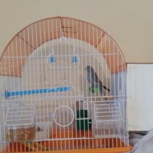 ela qusdu tek erkekdi 8 ayliqdi