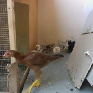 ela heyvanlardi iynesi dermani hamisi verilir