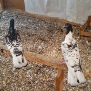 ter termiz  qan efqanka qara bawlar satilir