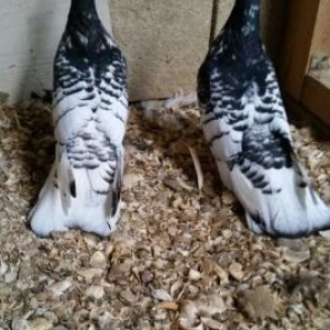 ter termiz  qan efqanka qara bawlar satilir